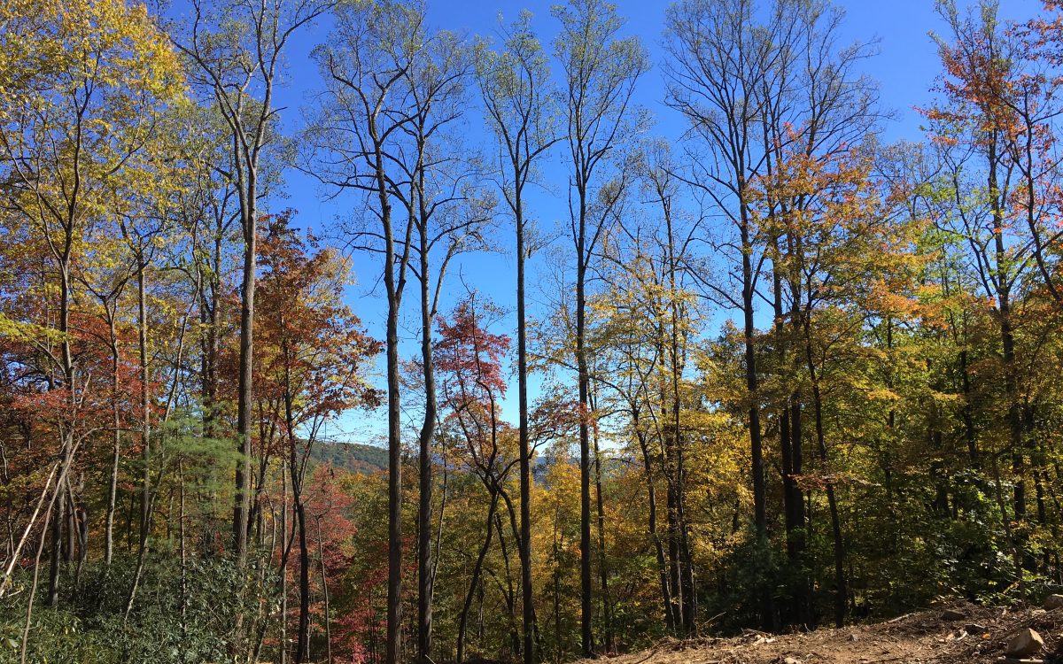 Trees in early afternoon overlooking Cabin septic area
