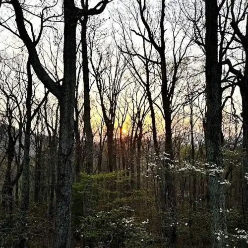 sunrise during spring before leaves grow out and hide the view